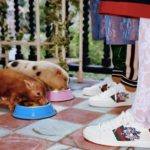 Adorable Pigs Take The Spotlight in Gucci’s New Campaign For The Chinese New Year 9